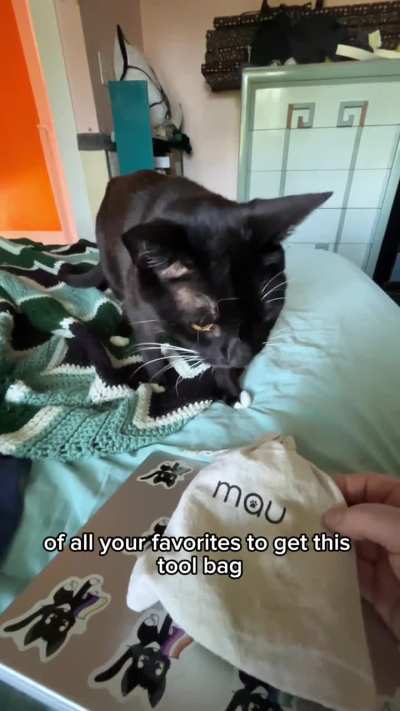 Harpo didn't care about the fancy cat tree, but he loved the tool bag.