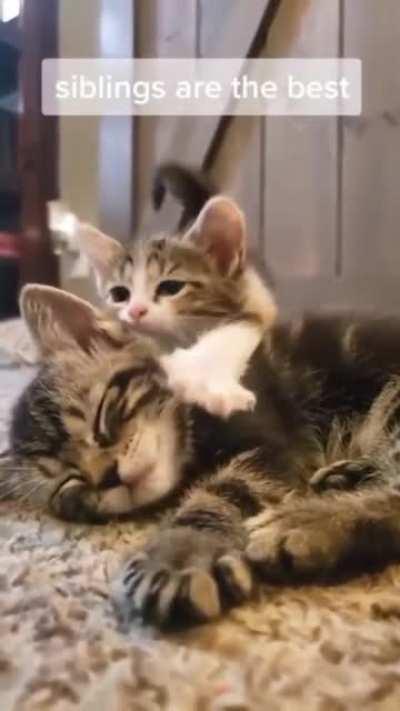 This is so Adorable!