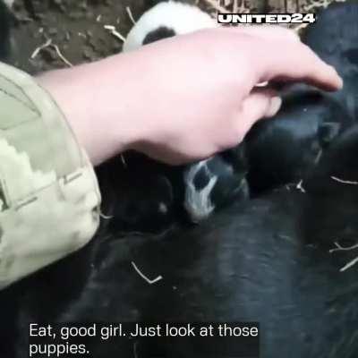A moment of humanity from the Armed Forces of Ukraine: a Ukrainian soldier is feeding a mother of little puppies in a trench, somewhere near the frontline