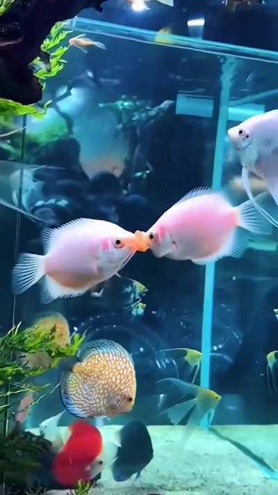 This is the famous fish kiss