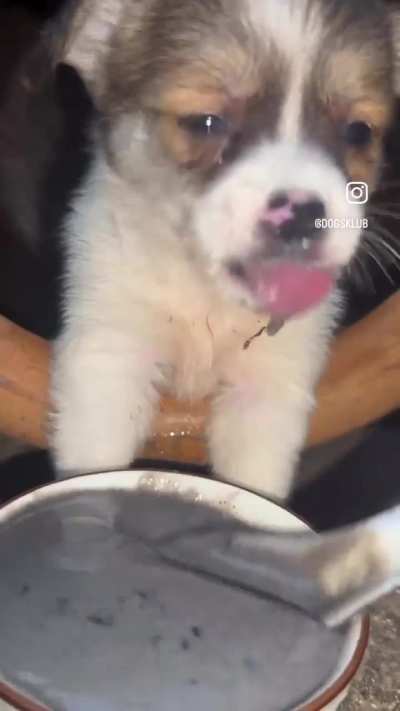 They call Wunkus da goop eata cause they eat da goop