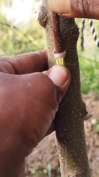 This method of grafting a tree