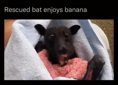 Bat eating a Banana with sound