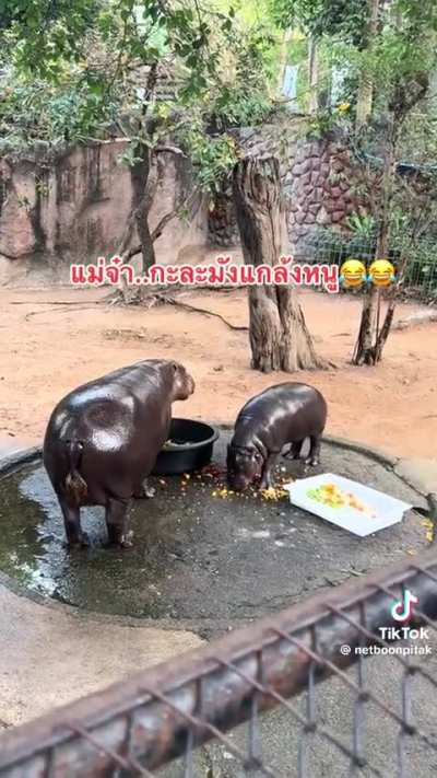 Moo wearing her food again😂