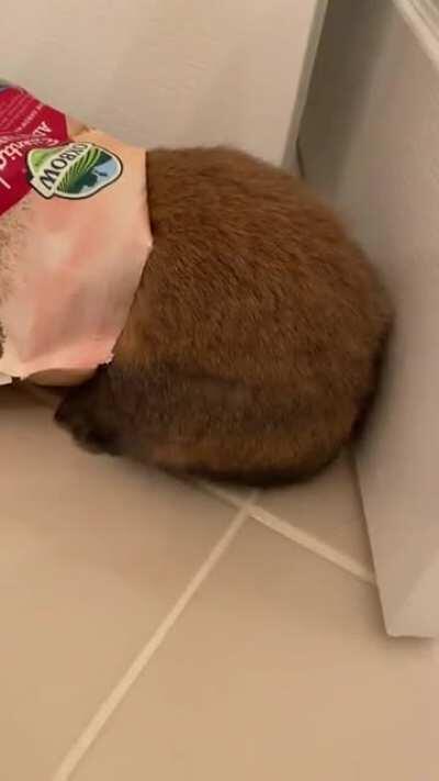 Forgive my laugh, but Boba knew she got caught doing something she wasn’t supposed to