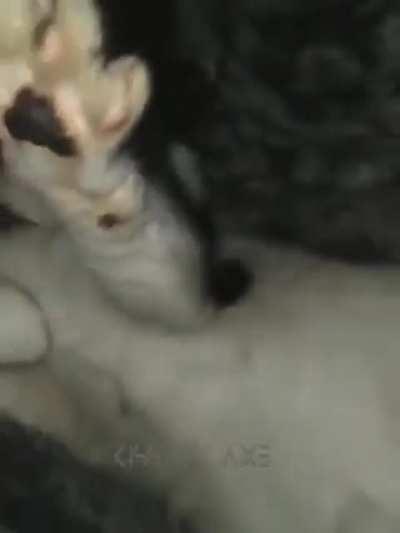 Croatian cat 🇭🇷🇭🇷🇭🇷🐈🐈🐈