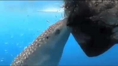 Whale shark stealing fish from fishers net