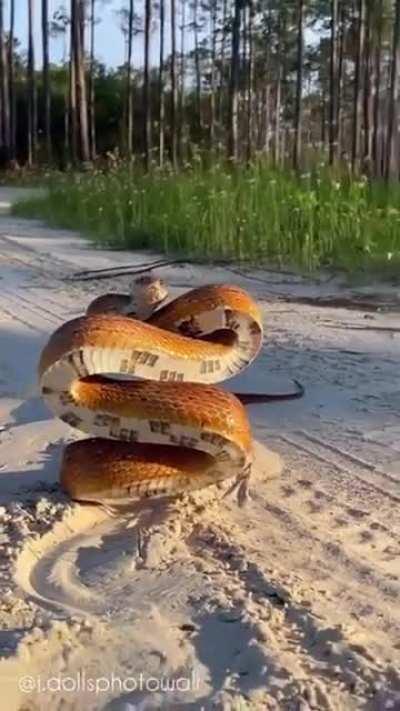 Venomous or not I’m still shitting bricks 