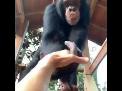 Showing how ridiculously strong chimps are.