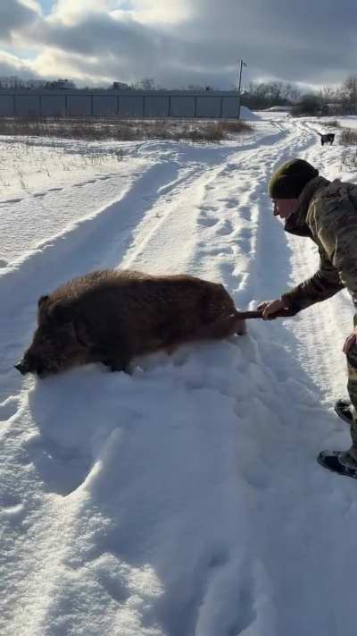 Anyone remember that wild boar piglet being rescued a couple of years ago?