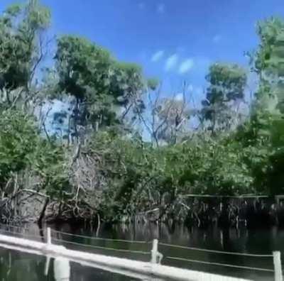 Absolute unit of a fish