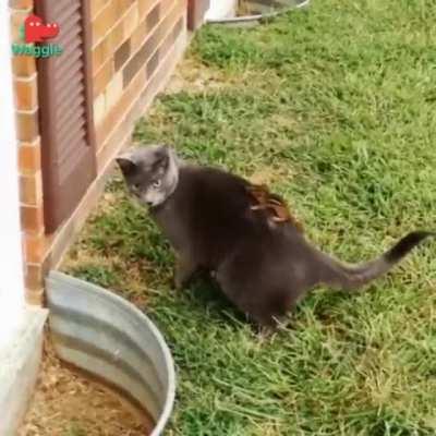 Keep still, their vision is based on movement