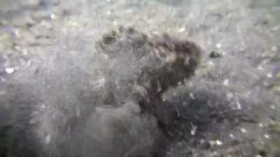 A stonefish spits out a yellow boxfish immediately upon sensing its toxicity