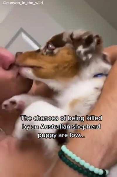 Odds of being killed by an Australian Shepherd?