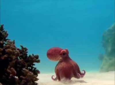🔥 Octopus walking on the seabed