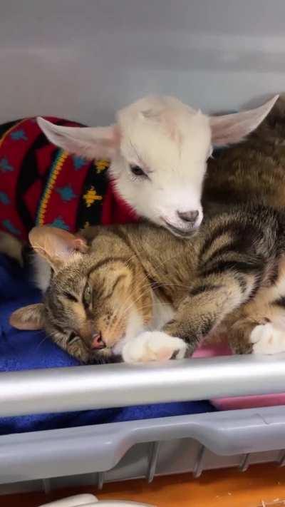 Tabitha the cat volunteering to help look after new arrivals, Bubbles and Squeak, at Edgar’s Mission in Australia