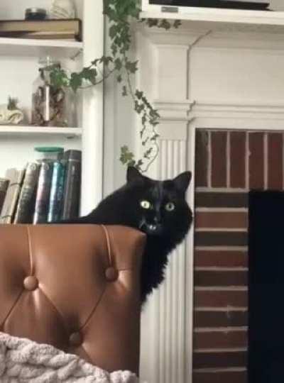 The infamous half-scrunge