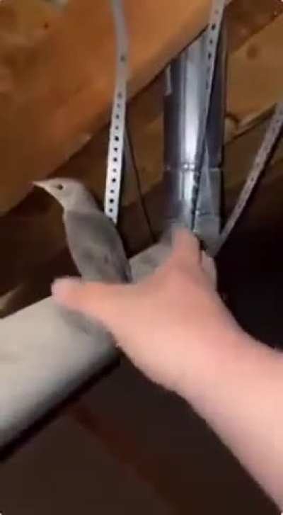 birb