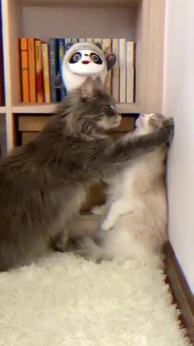 Listen bud, there's only room for one cat