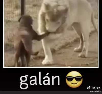 Galan