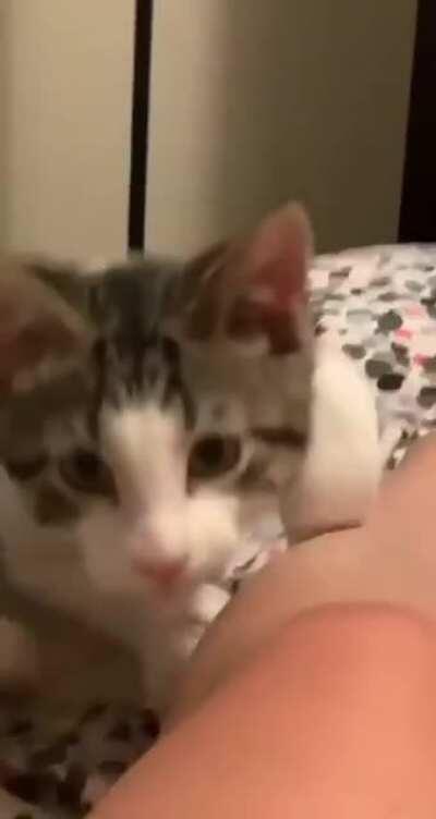 Боевой Котик