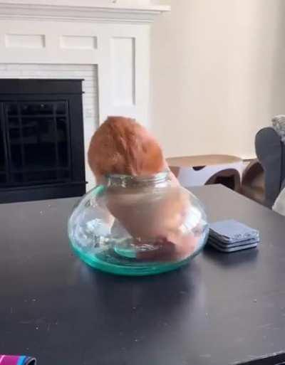 Cats are incredible! 😂