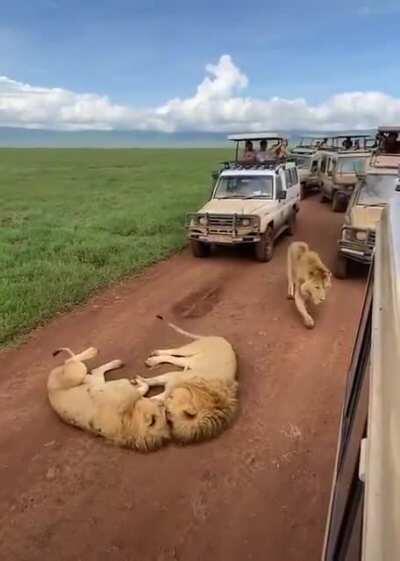 Lions just minding their own business till the third lion shows up
