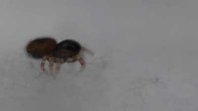 This baby jumping spider has captured my heart.