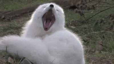 Yay foxxo scratches biiiig itch