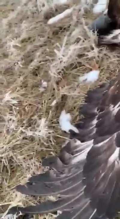 Graphic video: Hunting fox using a majestic eagle the synergy between man and his bird is an intense bond