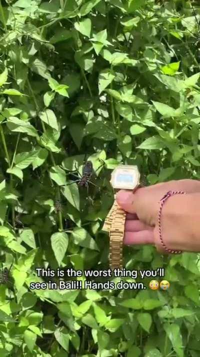 Never Stepping on Bali, Indonesia