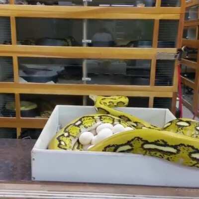 Going for a Mama Snake's Eggs