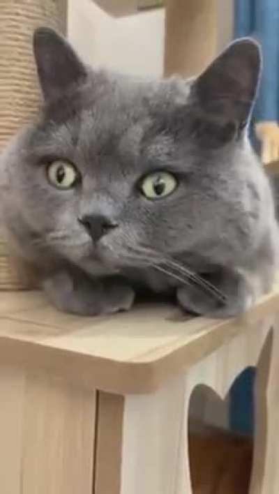 cat: holup if I couldn't, how a human-