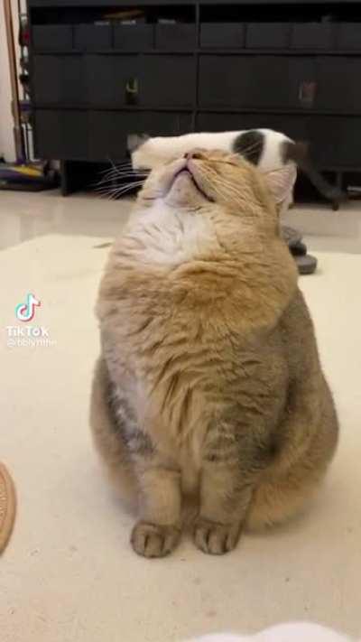 The way that cat fell asleep