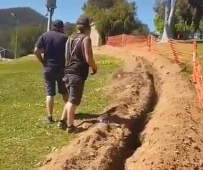 Construction workers help a Kangaroo out of a ditch