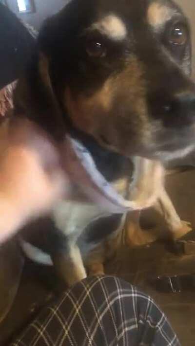 Pets for our old boy Nyle. I can’t just post Lexi all the time cause it raises the bar too high and because our other dogs need representation! Black dogs represent!