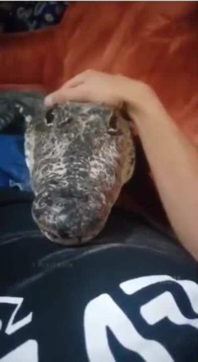 My doggo. Isn't he cute?