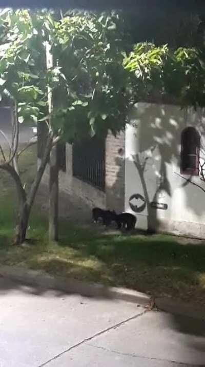 Michis, yo los quiero. Pero por favor, son las 5 de la mañana, déjenme dormir.