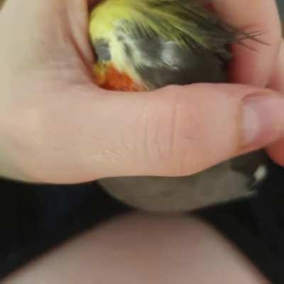 Pepper Post Zoomies Party