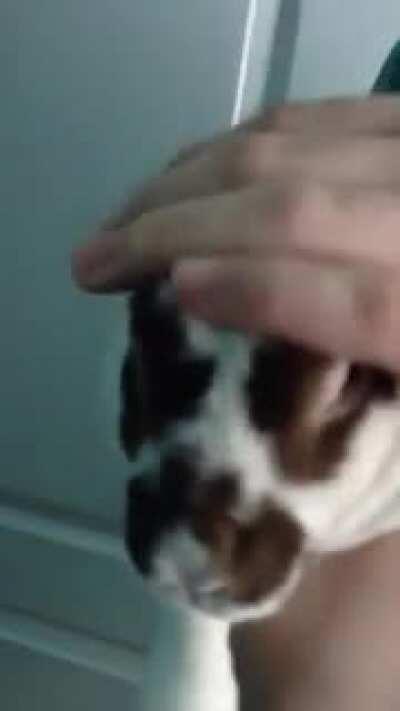 My Yoshie is probably the loudest bunny out there. She honks like that 24/7. And I love her.