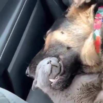 DoGG VICioUsLy EATS cAt aLIVE