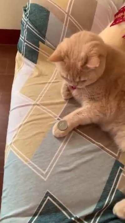 🍊 mimics a coin trick!