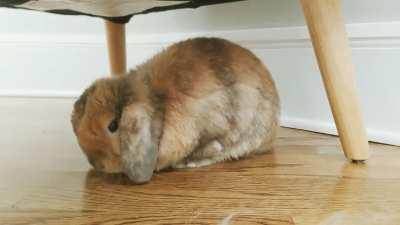 Life is tough but at least we have sleepy bunnies