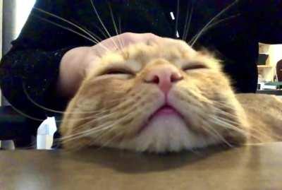 Why braincell when can haz purrs