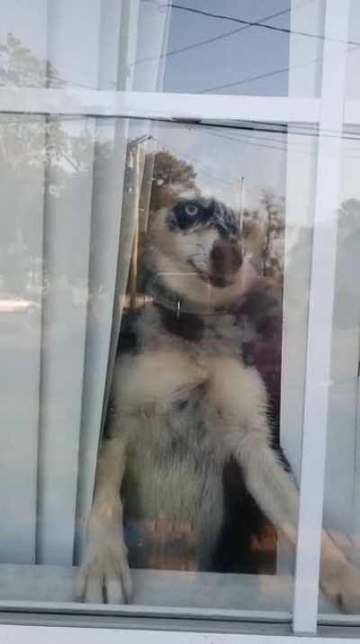 Waving at me from the window