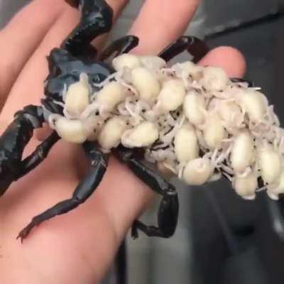 Mama scorpion with her kids on her back