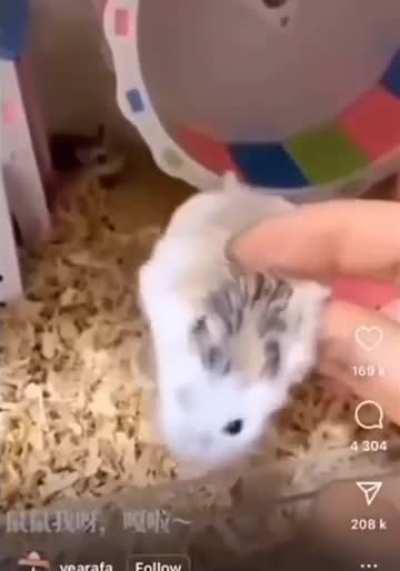 I want a hampter 🐹