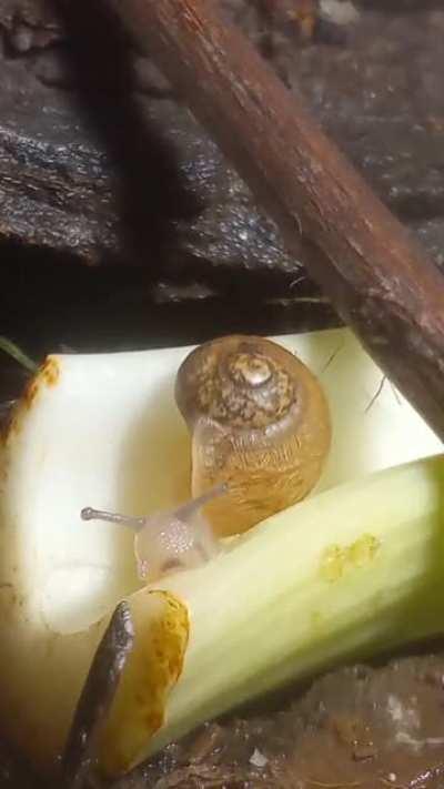 Small baby loves celery