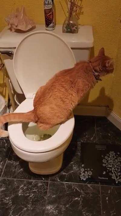 Taught himself with the seat down and still has perfect aim.