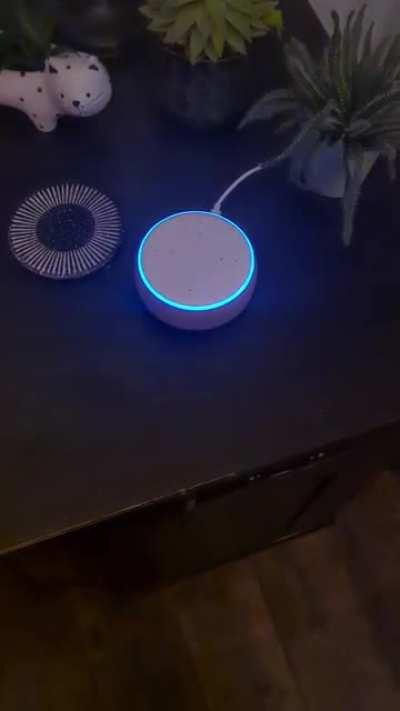 Taught my household synthetic a new trick...